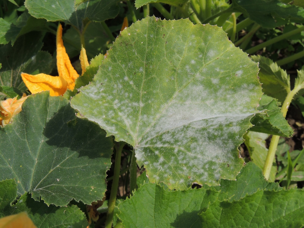 White Spots On Your Zucchini Leaves What It Is What To Do