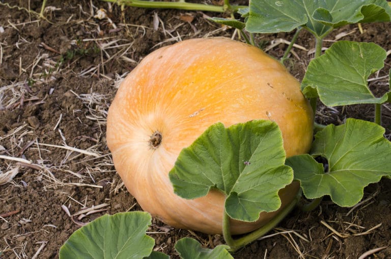 when-can-i-expect-my-pumpkins-to-turn-orange-garden-eco