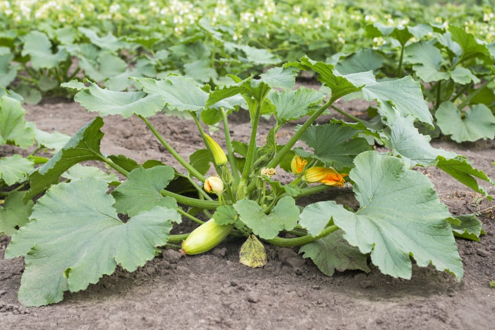 What Does A Small Zucchini Plant Look Like at Jessica Ward blog