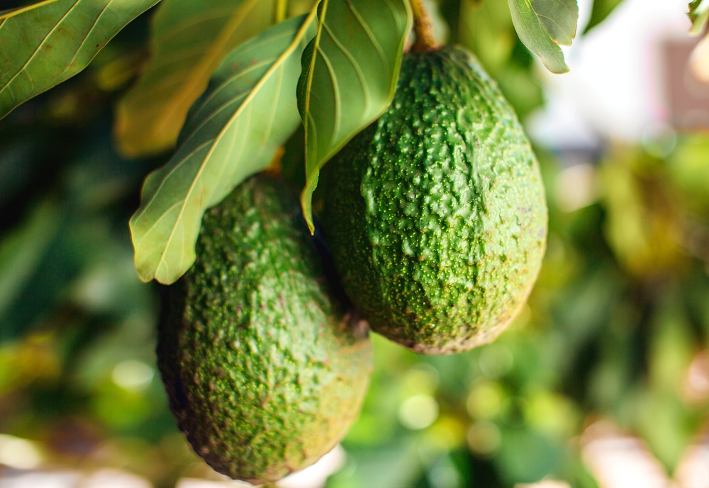 How To Take Care Of An Avocado Tree Garden eco