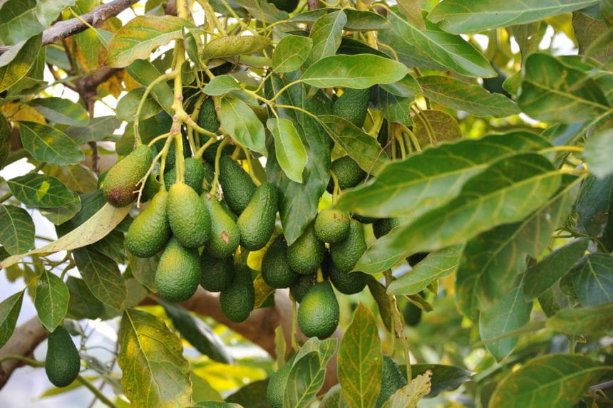 Growing Potted Avocado Trees » Top Tips For Success