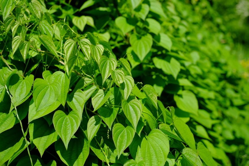 Bean Leaves » Much More Than Just Foliage