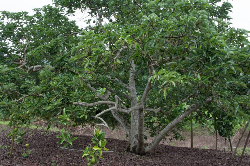 Avocado Tree Climate » Tips on Where it Grows Happy