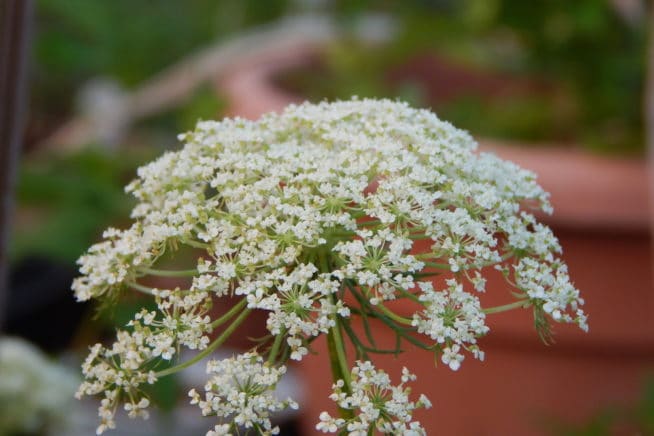 Carrot Flowers are Pretty, Edible and Grow Seeds