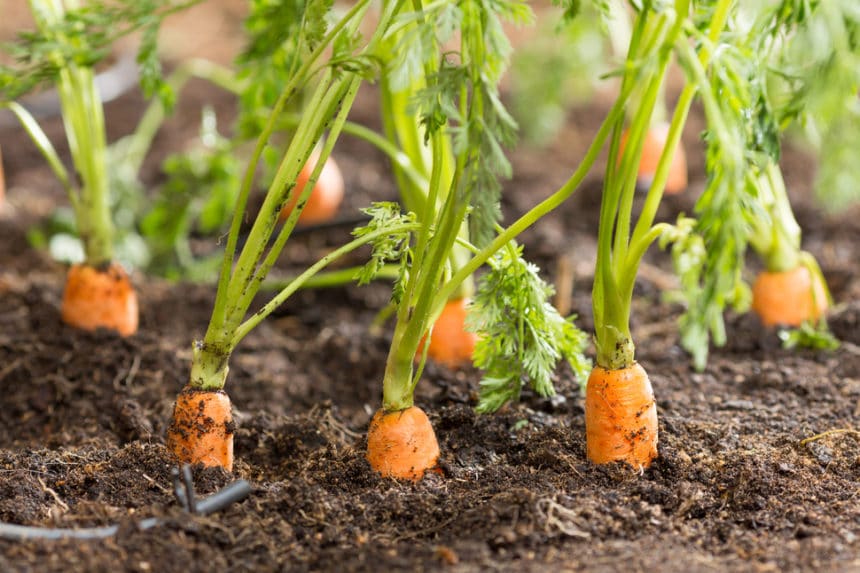 Carrots Turn White for One Simple Reason - Garden.eco