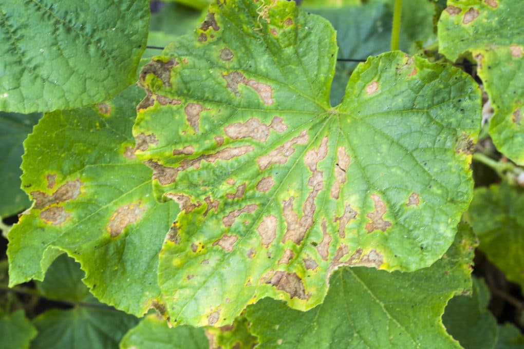 Cucumber Blight Diseases: Identification and Control - Garden.eco