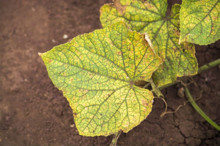 Cucumber Blight Diseases Identification And Control Garden eco