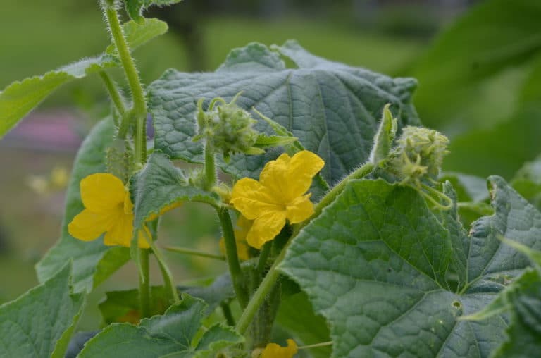 Cucumber Leaves Turning White Tips On Why And Fixes