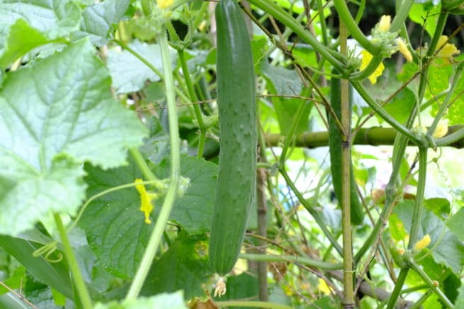 Cucumber Fertilizer » Top Tips to Feed Them Right