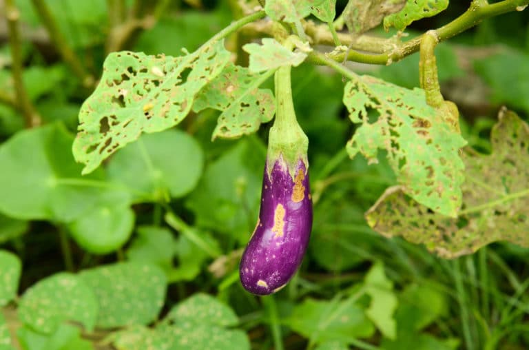 Eggplant Cages » Give Them the Support They Need