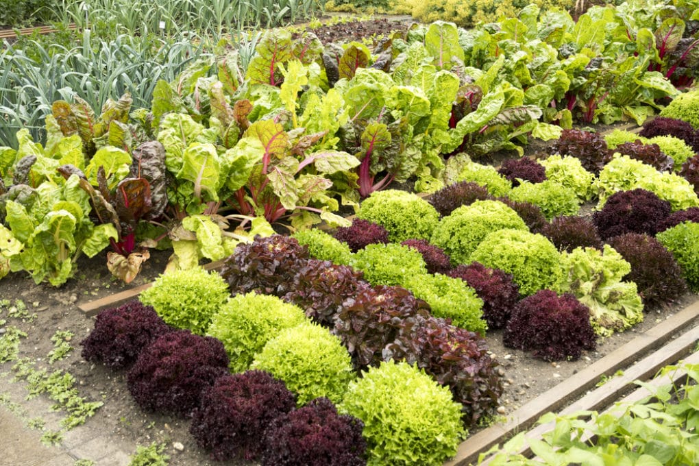 How Far Apart To Plant Leaf Lettuce In A Raised Bed