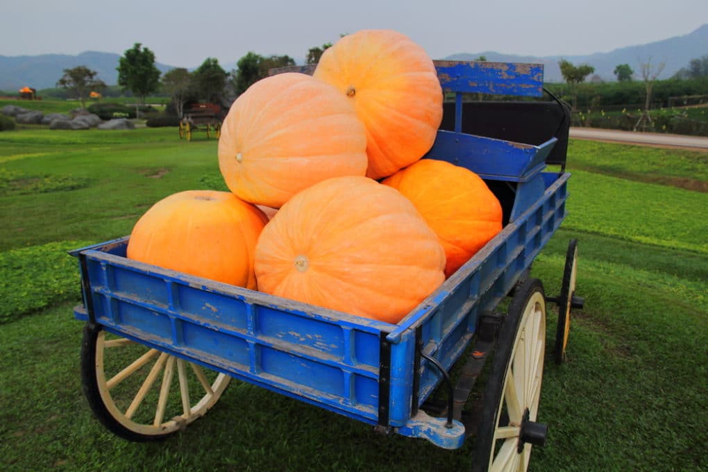 growing-pumpkins-in-pots-yes-it-s-possible