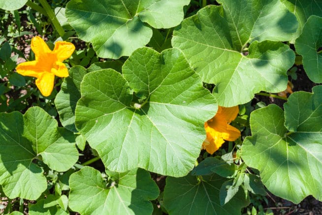 Acorn Squash Plant Leaves Turning Yellow - Removing Yellow Squash Leaves