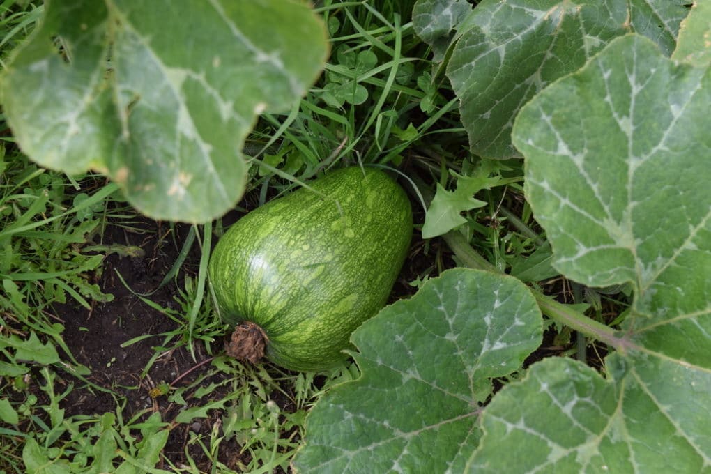 Growing Squash Vertically » Up, Up and Away They Grow