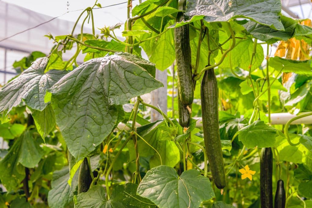 Cucumber Spacing Tips for the Biggest Harvest Yet!