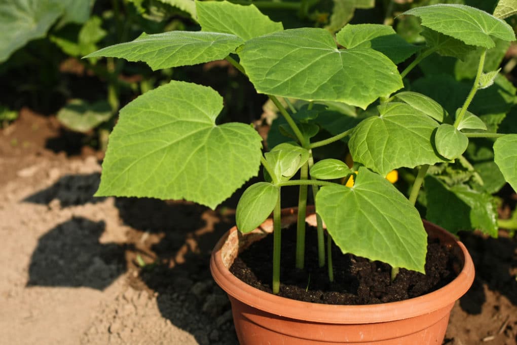 Growing Lemon Cucumbers in the Home Garden - Garden.eco