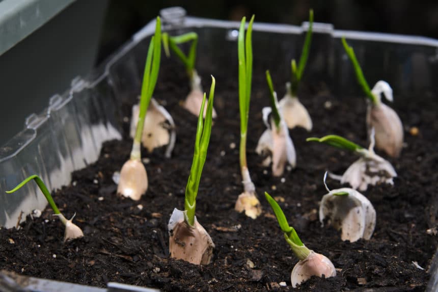 Growing Garlic in Texas Like a Lonestar Pro