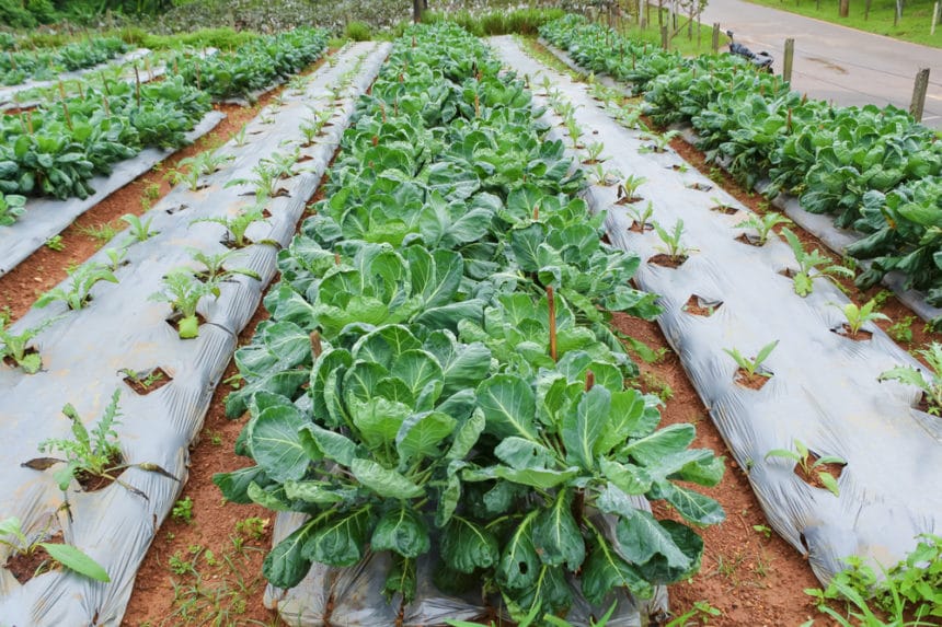 Green Worms on Kale » Tips on Indentification & Control