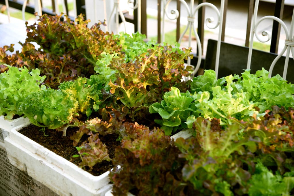 Growing Romaine Lettuce Like You Were Born To Farm 