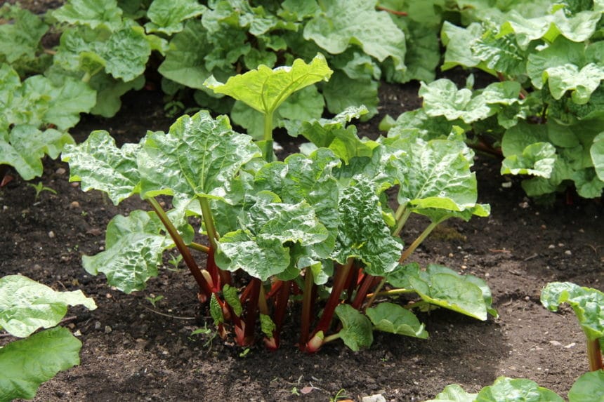 Transplanting Rhubarb Timing Is Everything   Growing Rhubarb 860x573 