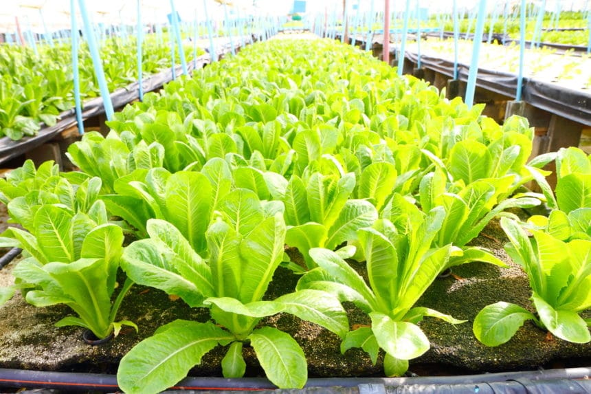 Growing Romaine Lettuce Like You Were Born To Farm