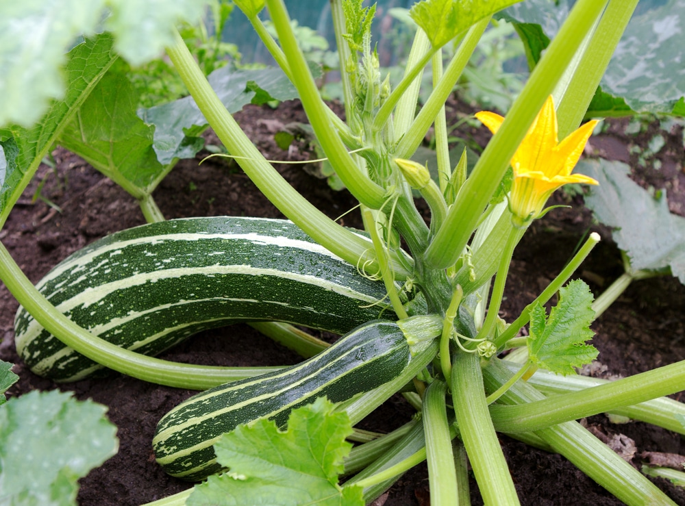 Growing Zucchini What You Need To Know Garden eco