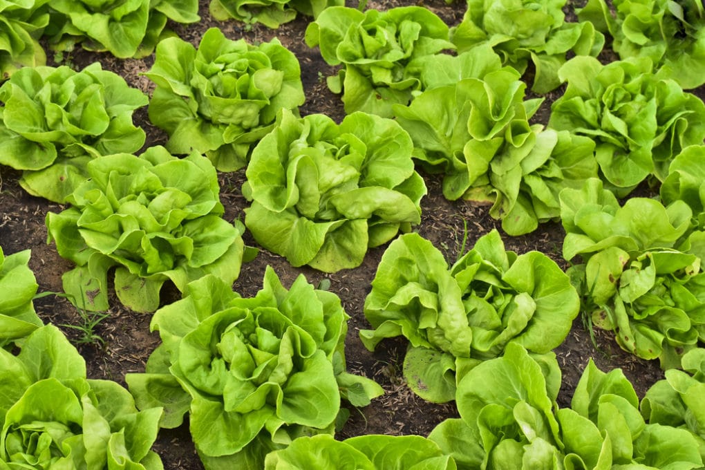 how-to-harvest-buttercrunch-lettuce-garden-eco