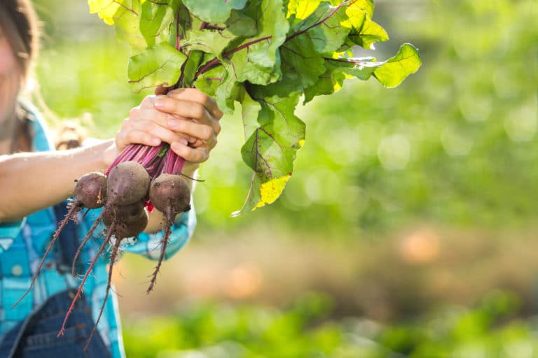 Beet Sprouts » Beet Babies You Can Eat & Enjoy