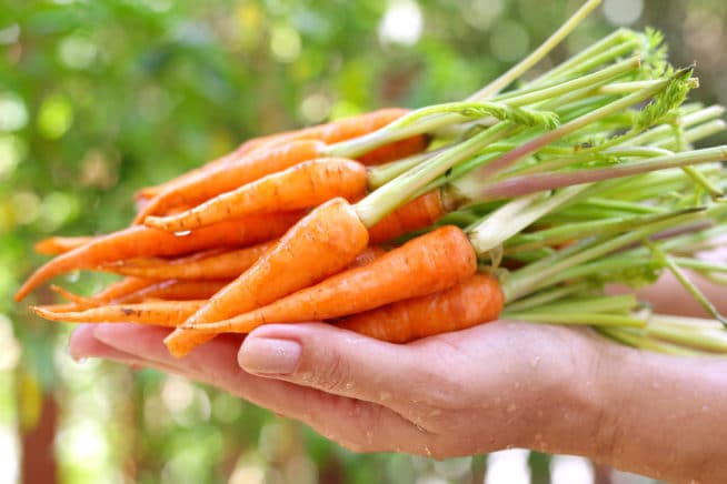 growing-baby-carrots-is-easy-as-pie