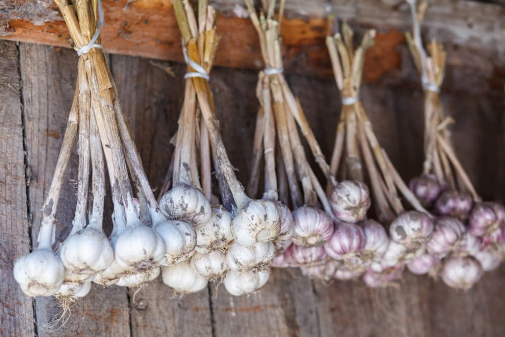 how-to-dry-garlic-and-make-it-last-top-tips