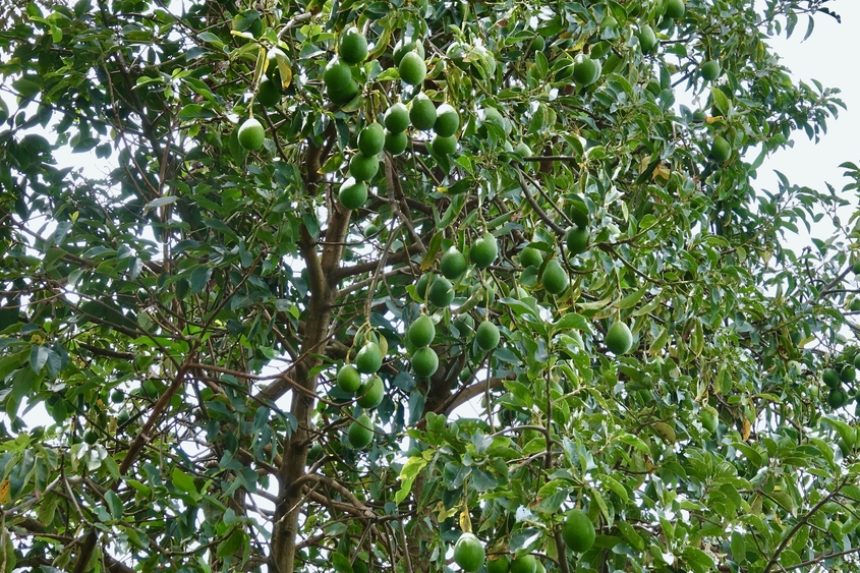 Avocado Trees & How Long to Grow a Mature Tree