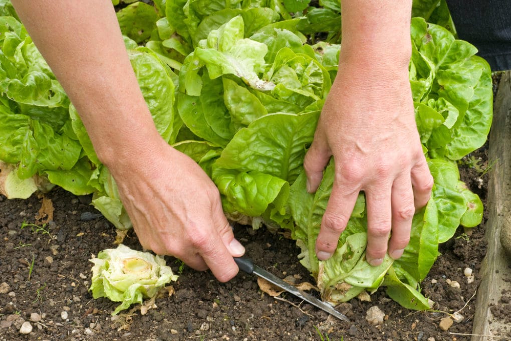 lettuce-spacing-to-grow-perfect-plants-every-time