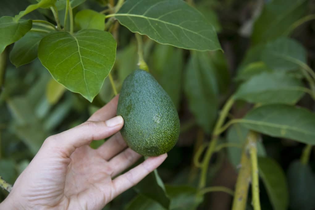 Avocado Trees & How Long to Grow a Mature Tree