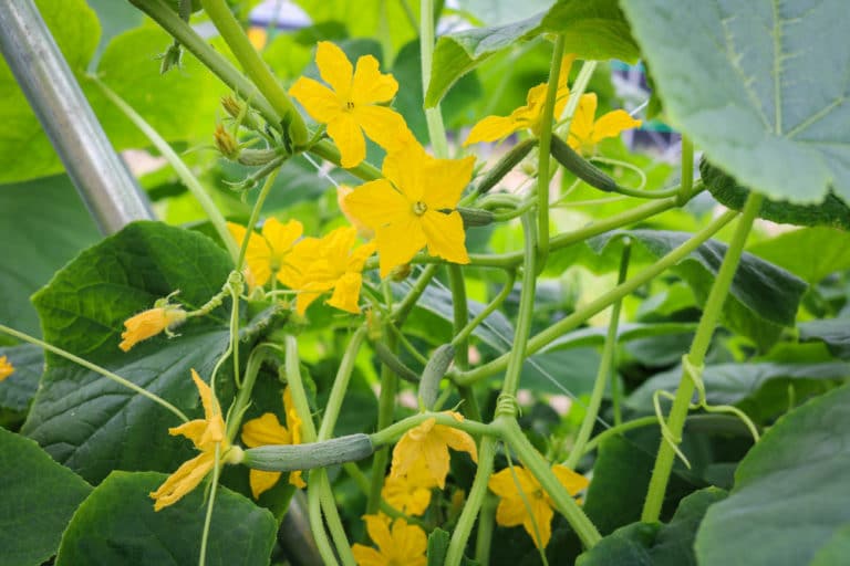 Female Pumpkin Flower Tips On Identification