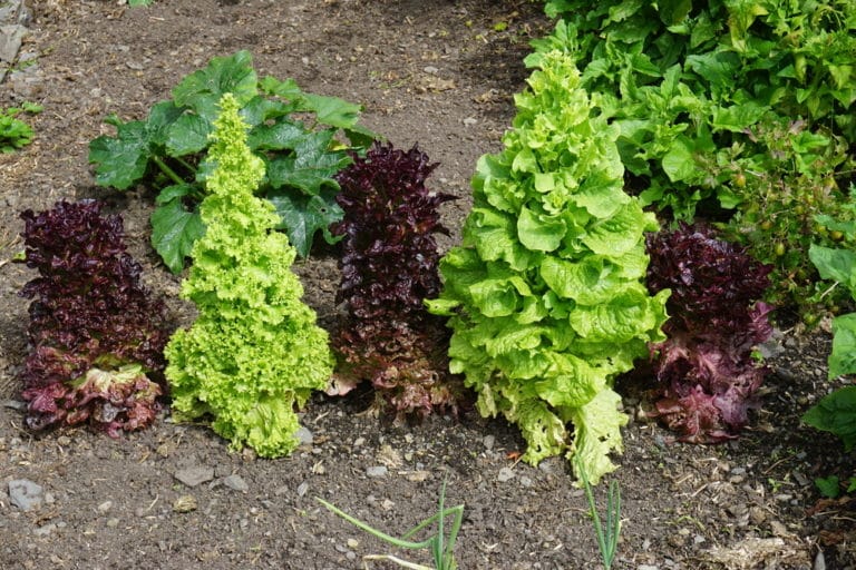 Lettuce Flowers » Everything You Need to Know