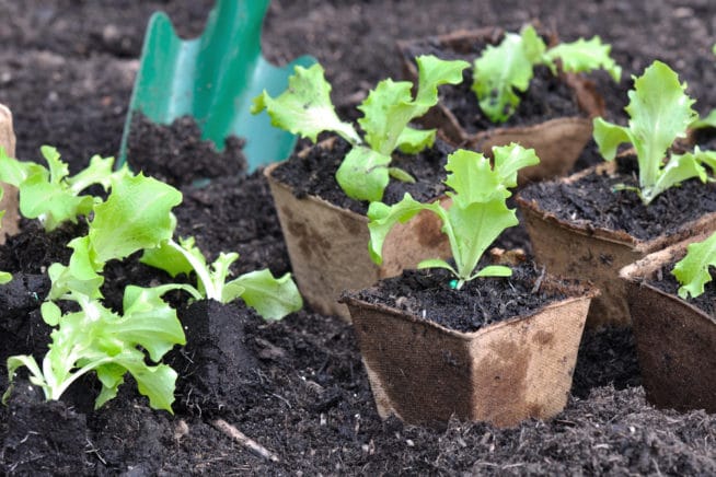 how-far-apart-to-plant-lettuce-know-the-distance