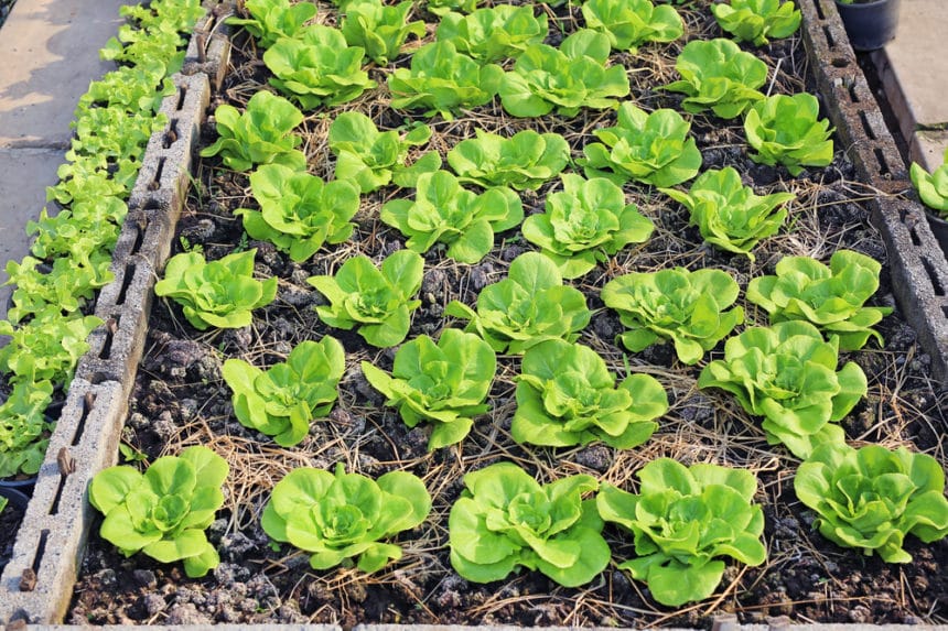 how-far-apart-to-plant-lettuce-know-the-distance