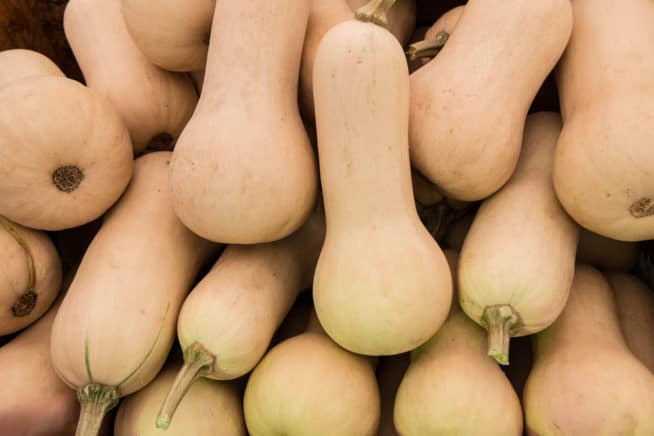 When to Pick Butternut Squash » Top Harvesting Tips