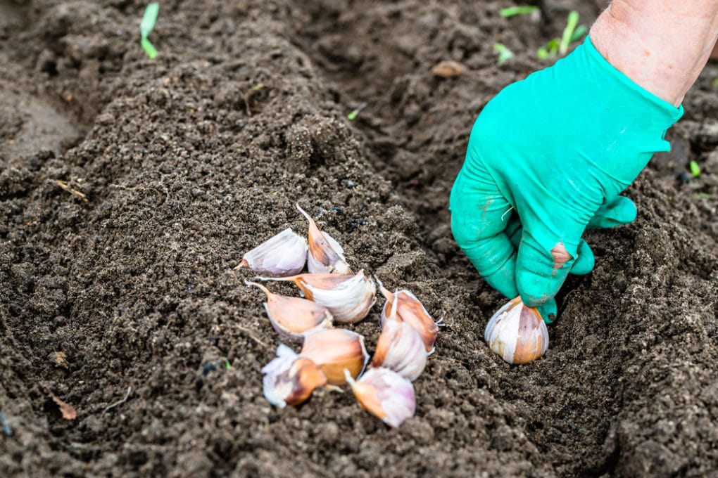 How Deep To Plant Garlic Depth Matters   Planting Garlic Fall 1020x680 