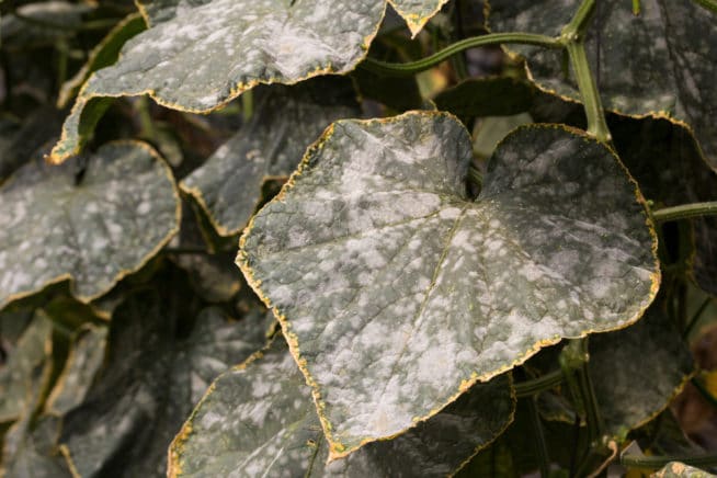 White Spots On Cucumber Leaves/modifiyegaraj.com - Asking List