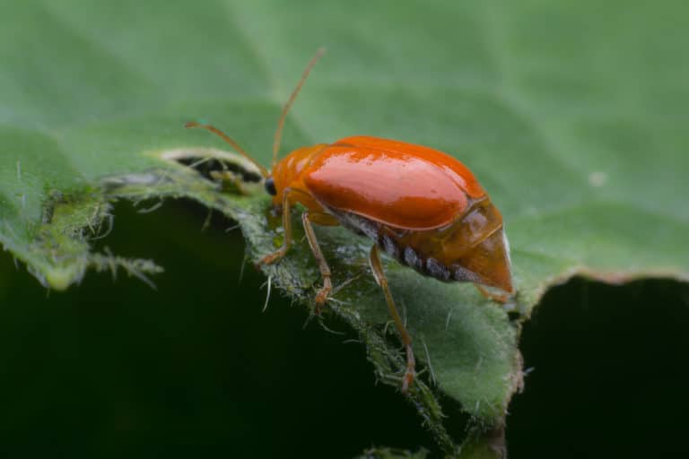 Pumpkin Beetle » Top Tips on Identification & Control