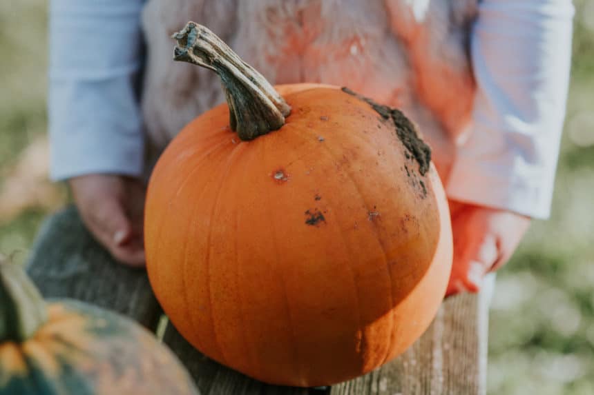 pumpkin-growth-stages-know-what-to-expect-and-when