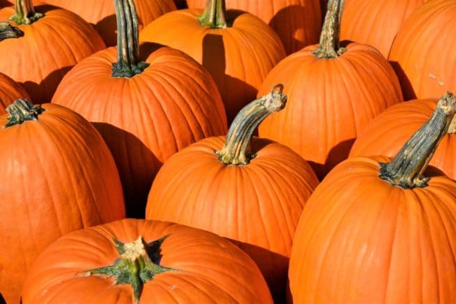 Green Pumpkins The Hidden Jewel In Your Pumpkin Patch   Pumpkins Turn Orange 654x436 