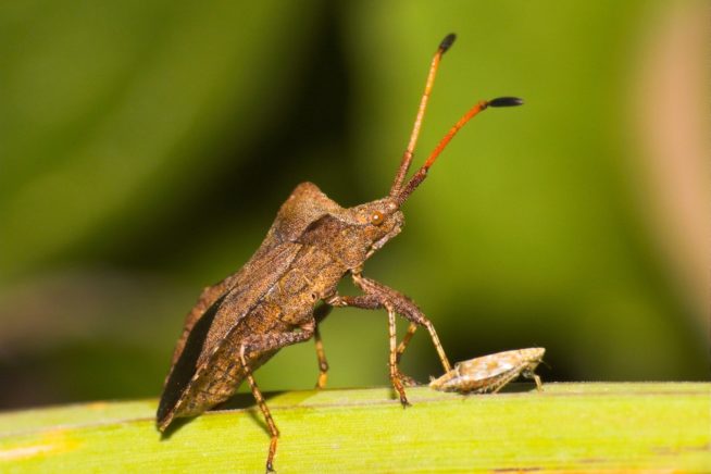 Squash Bugs » Top Tips on Declaring War & Winning