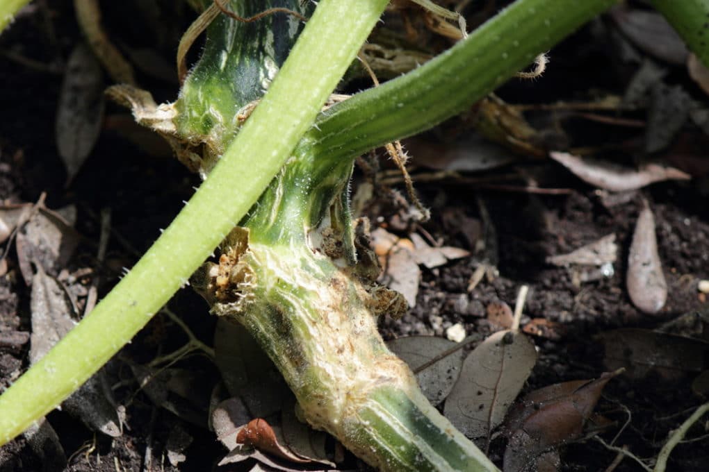 squash-vine-borer-tips-to-identify-and-squash-the-bugger