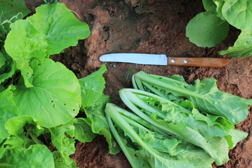 how-far-apart-to-plant-lettuce-know-the-distance