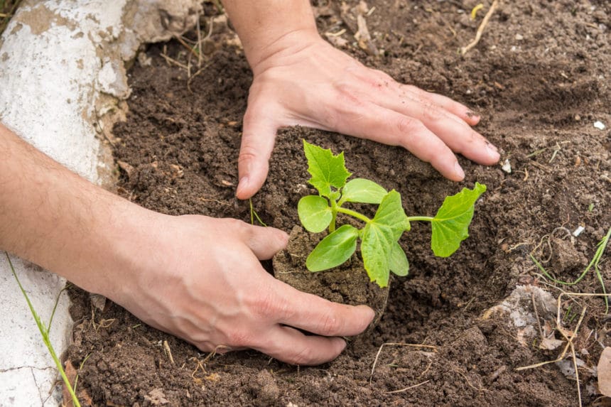 Cucumber Stages » Tips on Understanding Their Growth