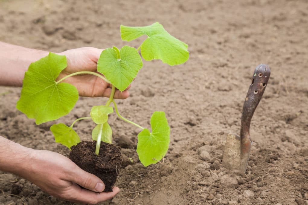 when-can-i-expect-my-pumpkins-to-turn-orange-garden-eco