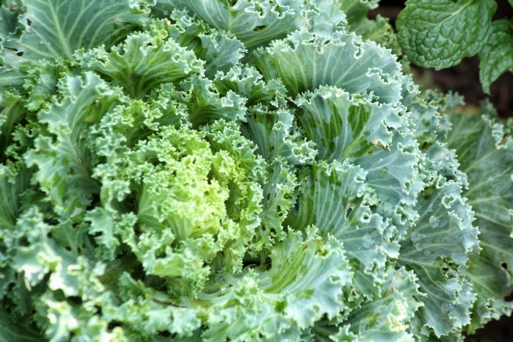 Where Does Kale Grow? » Around the World & In Your Garden