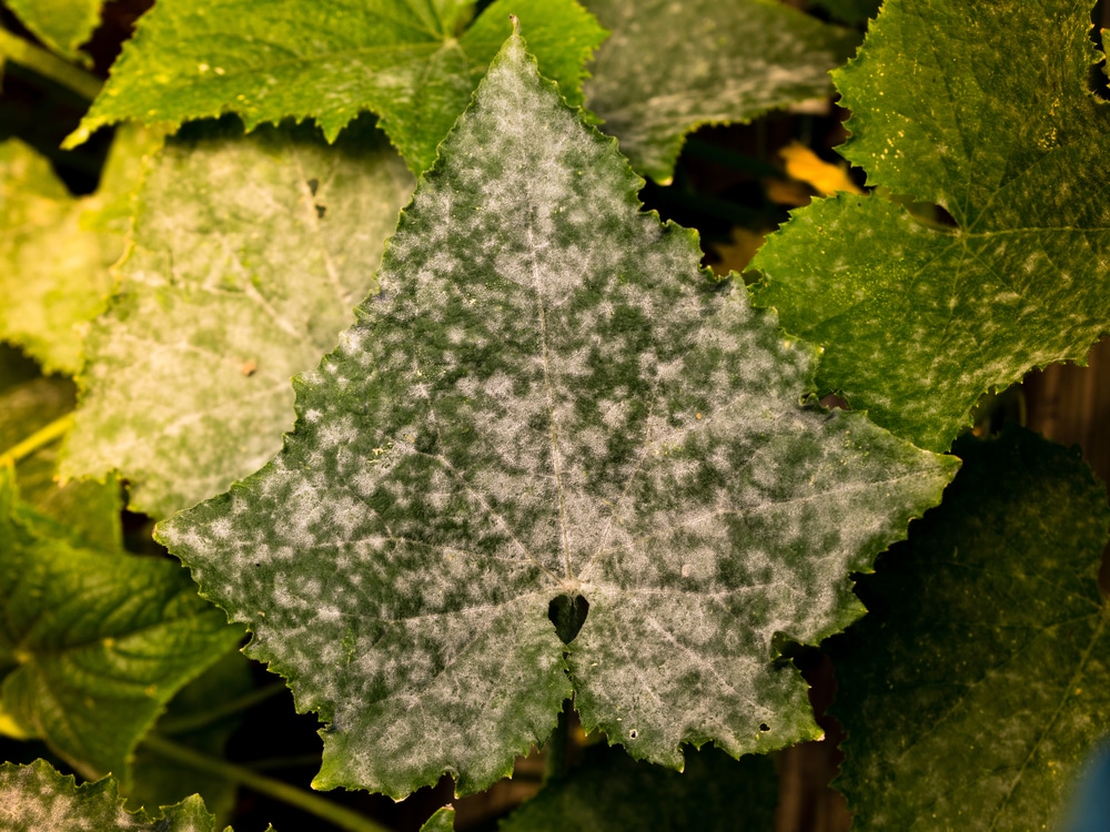 White Spots On Cucumber Leaves And What To Do About It